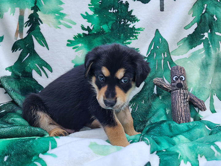 chinook puppy